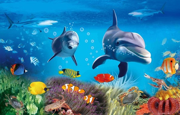 神奇海洋海带属于什么藻类
