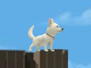 狗狗跑起来