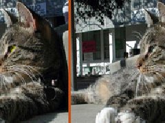 猫叔找不同