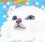 最爱kitty猫