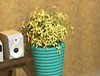 鲜花小屋