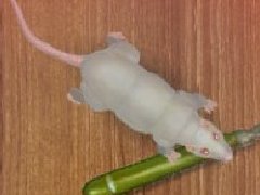 贪吃小白鼠