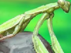 聪明的螳螂