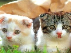 猫咪世界找数字