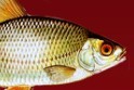 湖泊垂钓师