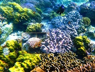 海底高清拍照