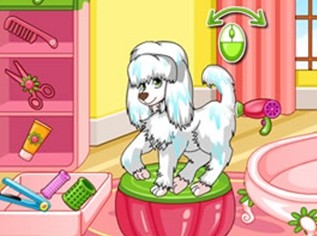 贵宾犬美容大赛